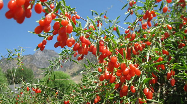 Goji Juice is a natural anti-aging supplement